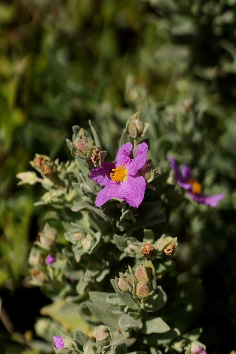 Ciste blanchâtre