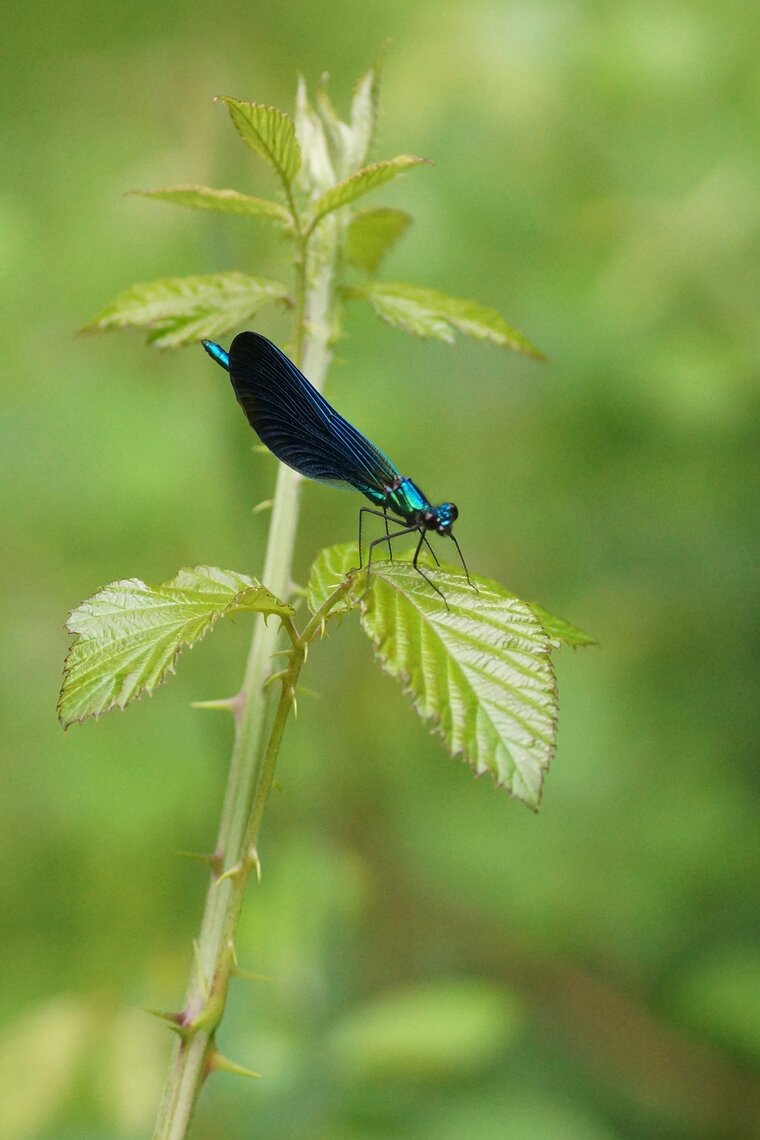 Clopteryx virgo Caloptéryx vierge