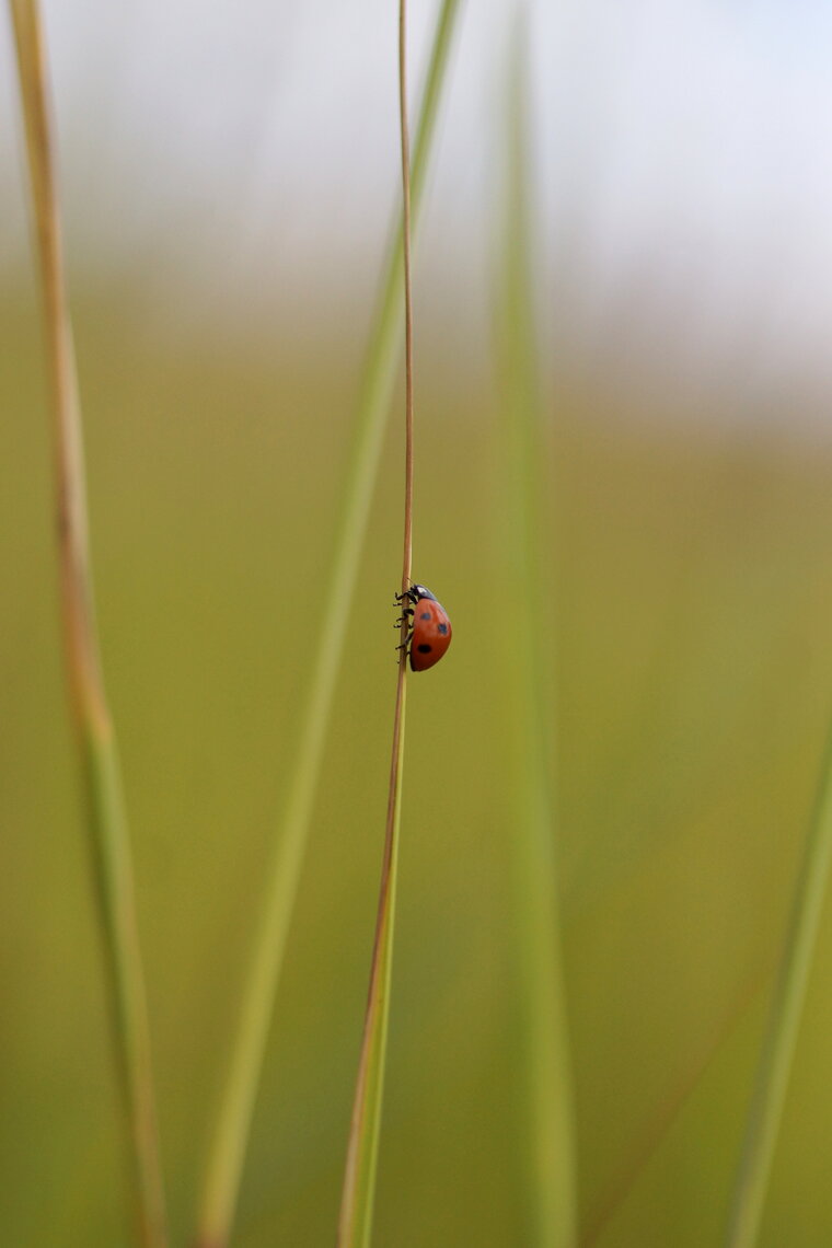 Coccinelle à 7 points