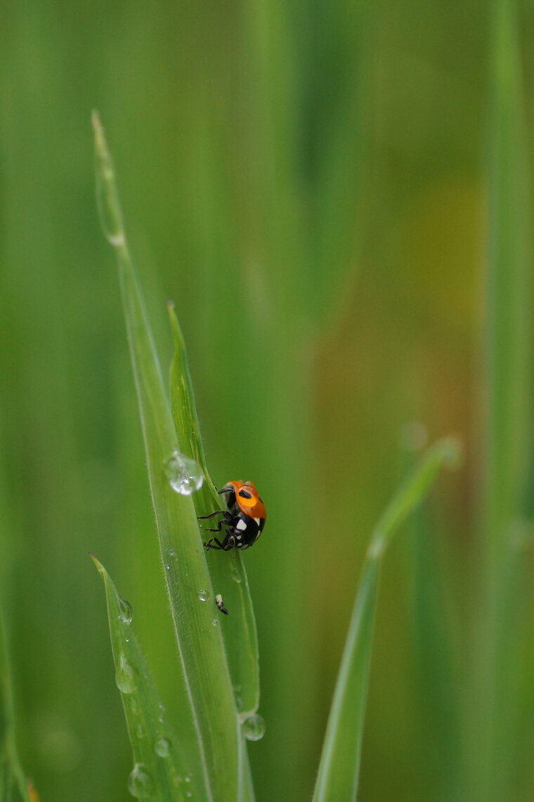 Coccinelle à 7 points