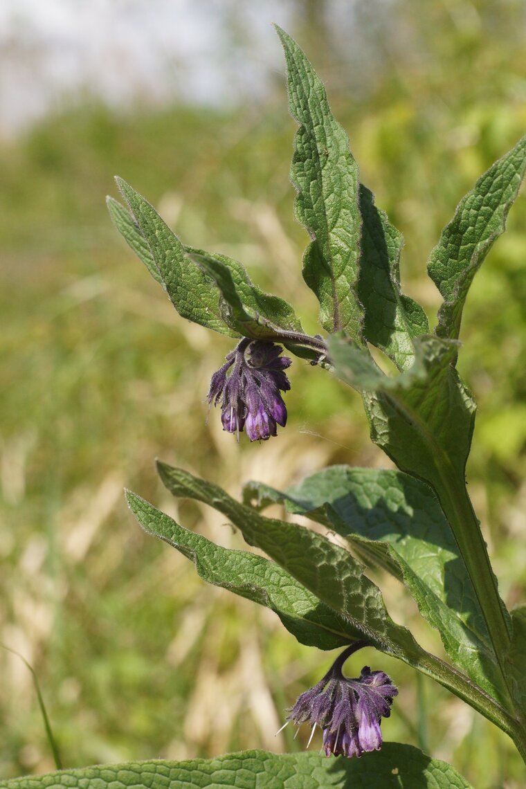 Consoude officinale