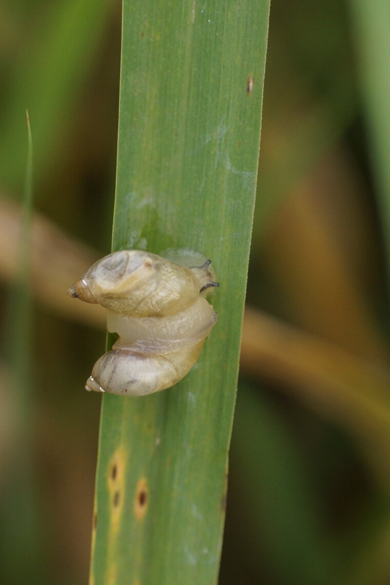 Copulat d escargots