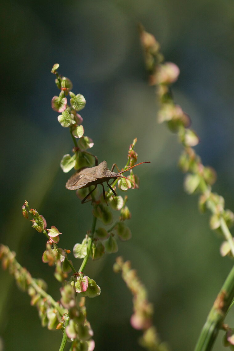 Coreus marginatus 4