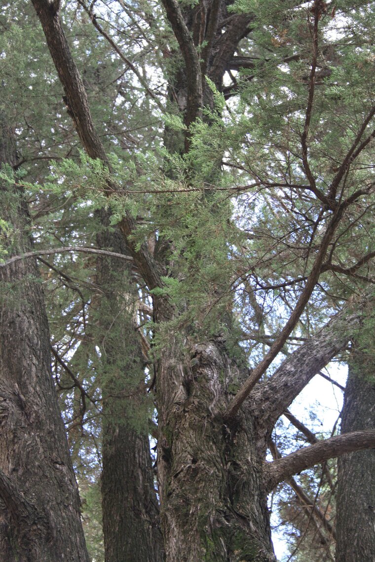 Cyprès de Lambert