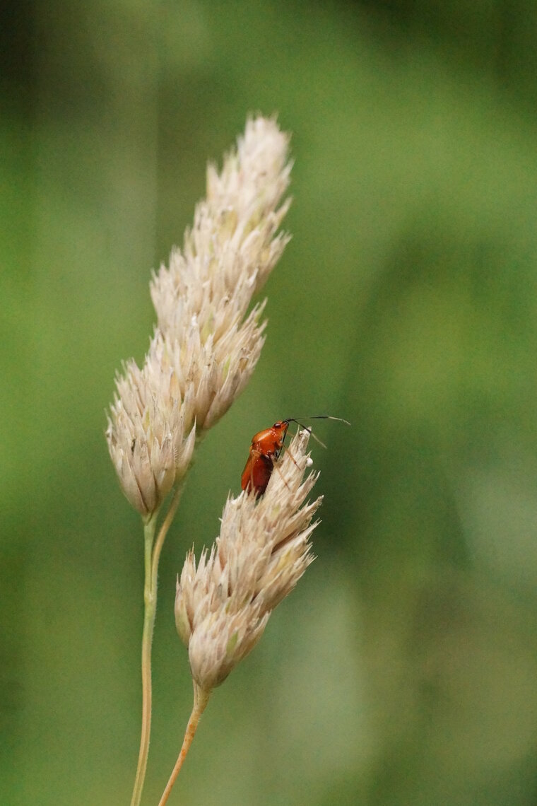 Deraeocoris ruber