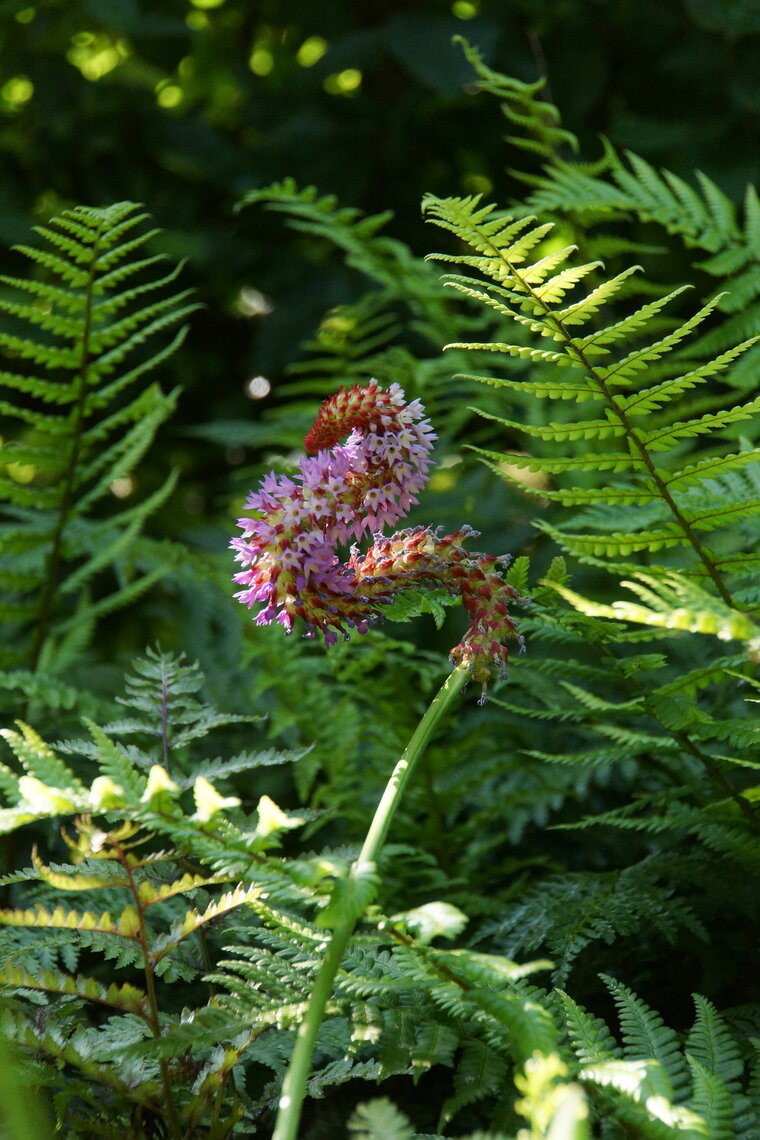 Dragon flower