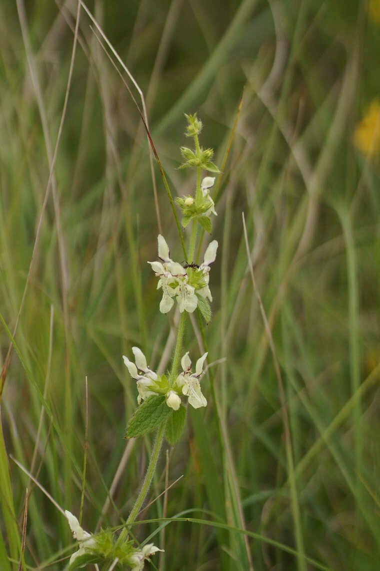 Epiaire annuelle Stachys annua