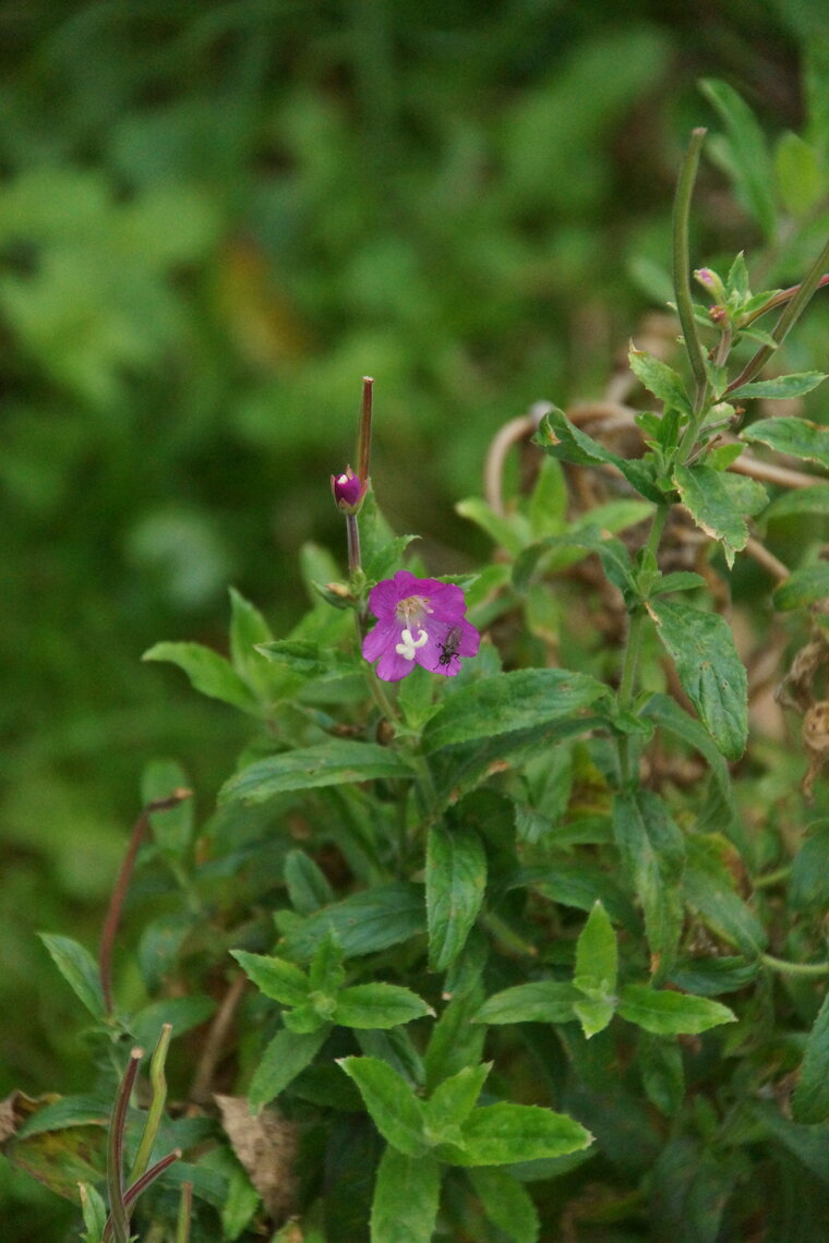 Epilobe hirsute Epilobium hirsutum