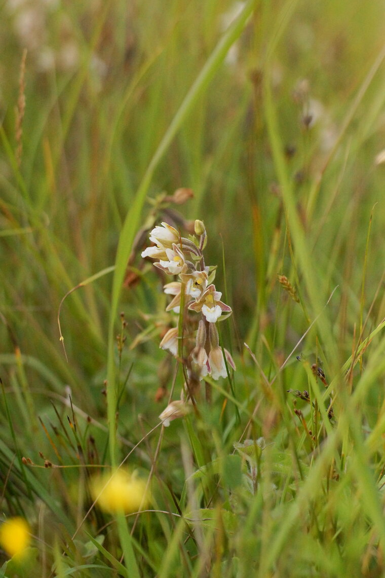 Epipactis des marais