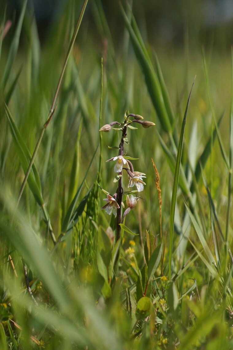 Epipactis des marais