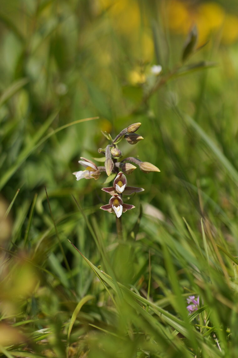 Epipactis des marais