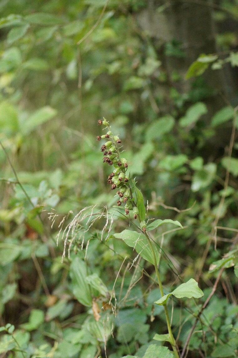 Epipactis elleborine