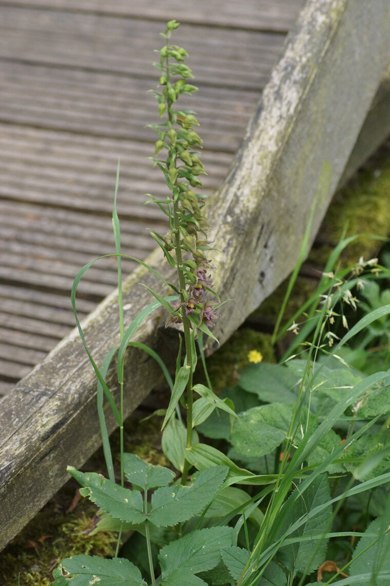 Epipactis elleborine sous réserveDSC09636