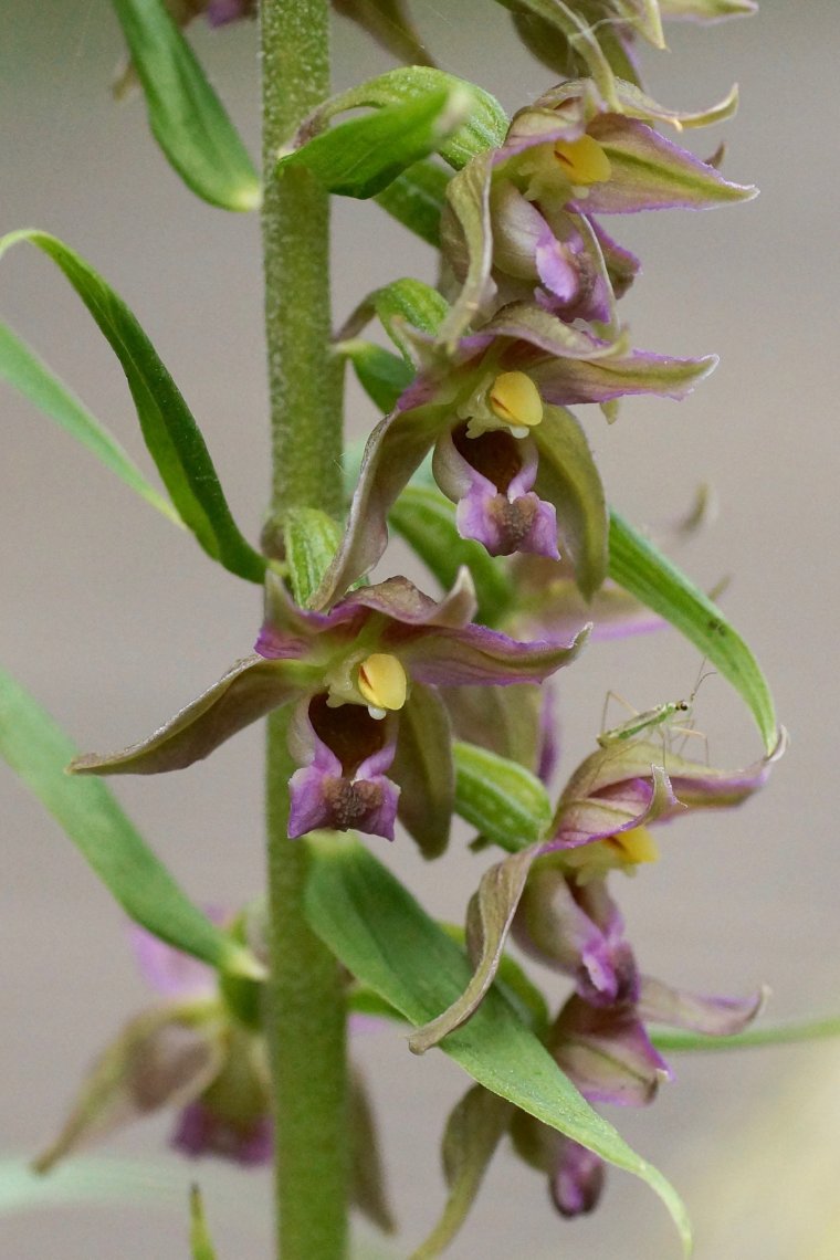 Epipactis elleborine sous réserveDSC09640