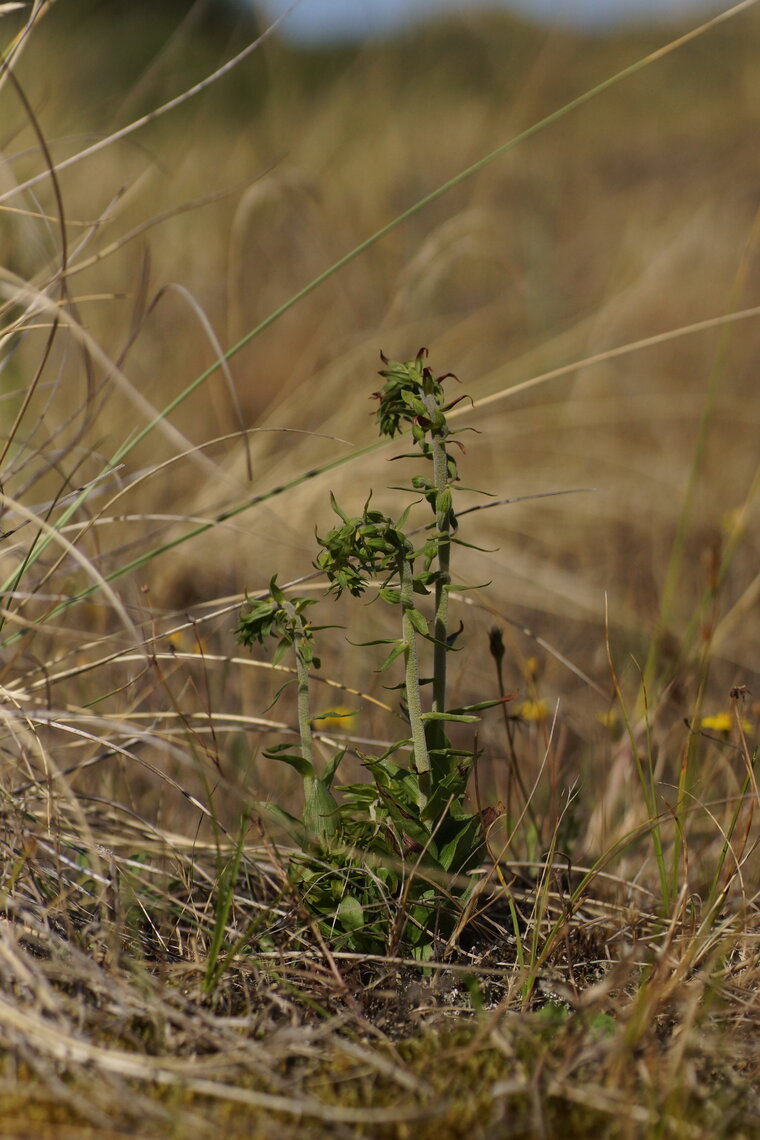 Epipactis helleborine