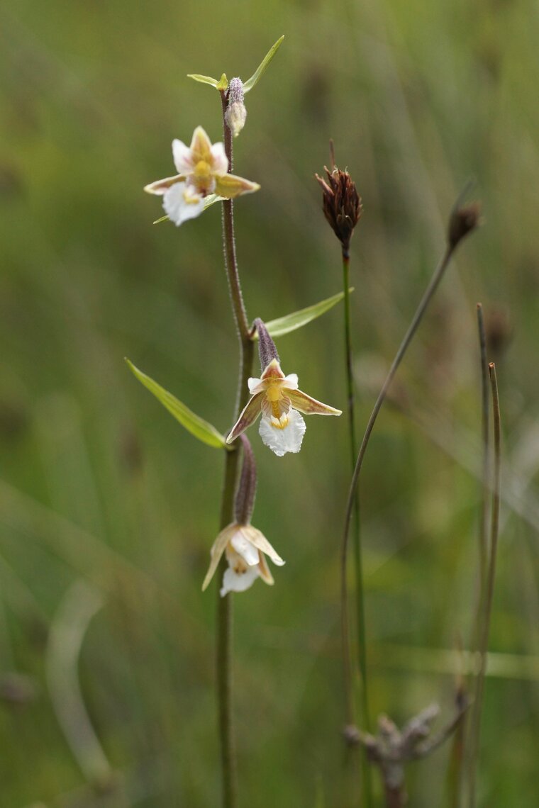 Epipactis sp DSC07886 1