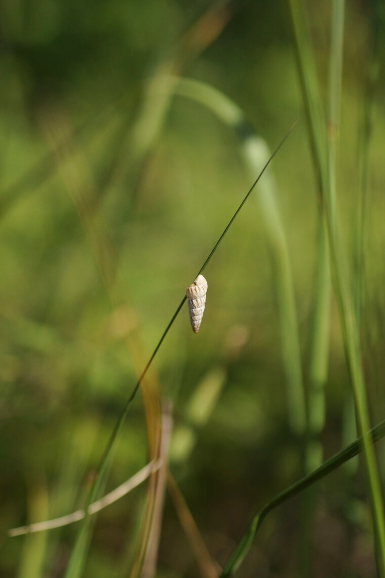 Escargot 2