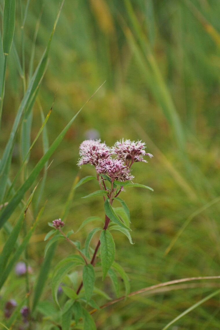 Eupatoire chanvrine