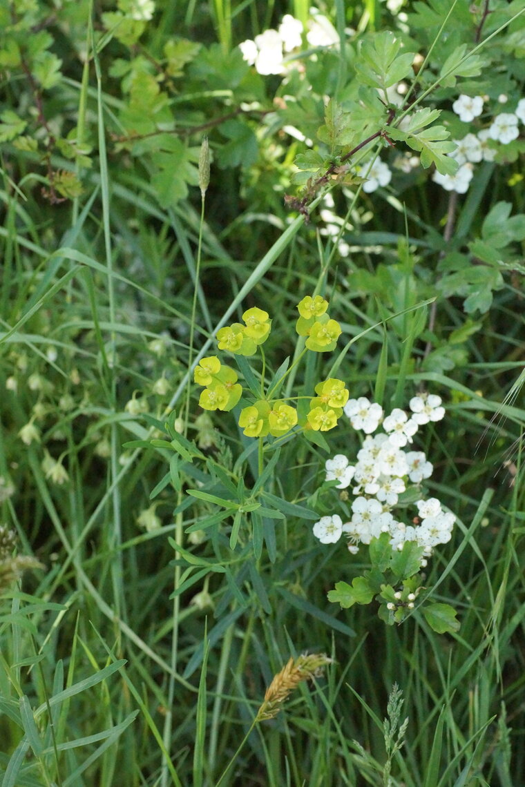 Euphorbe petit cyprès