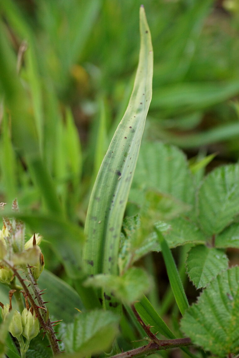 Feuille d Orchis mâle