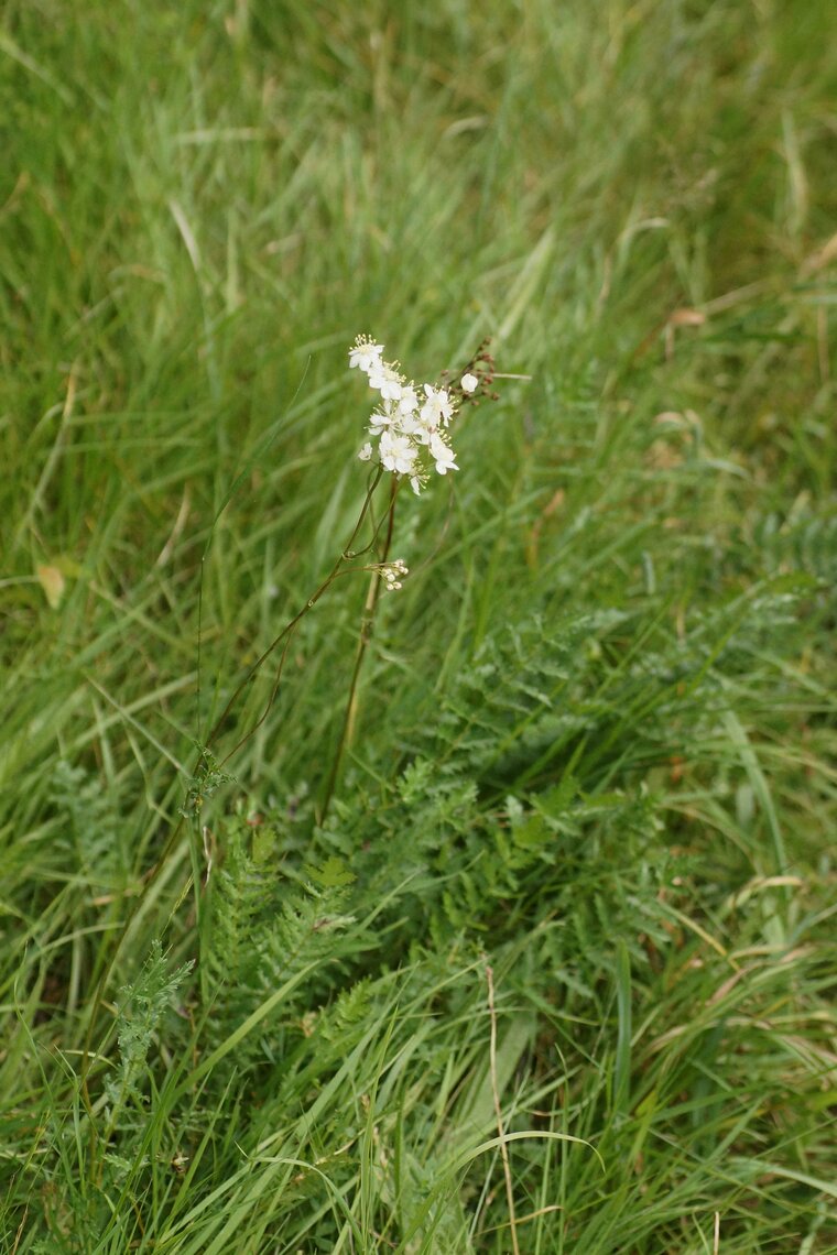 Filipendula vulgaris FilipenduleDSC08328