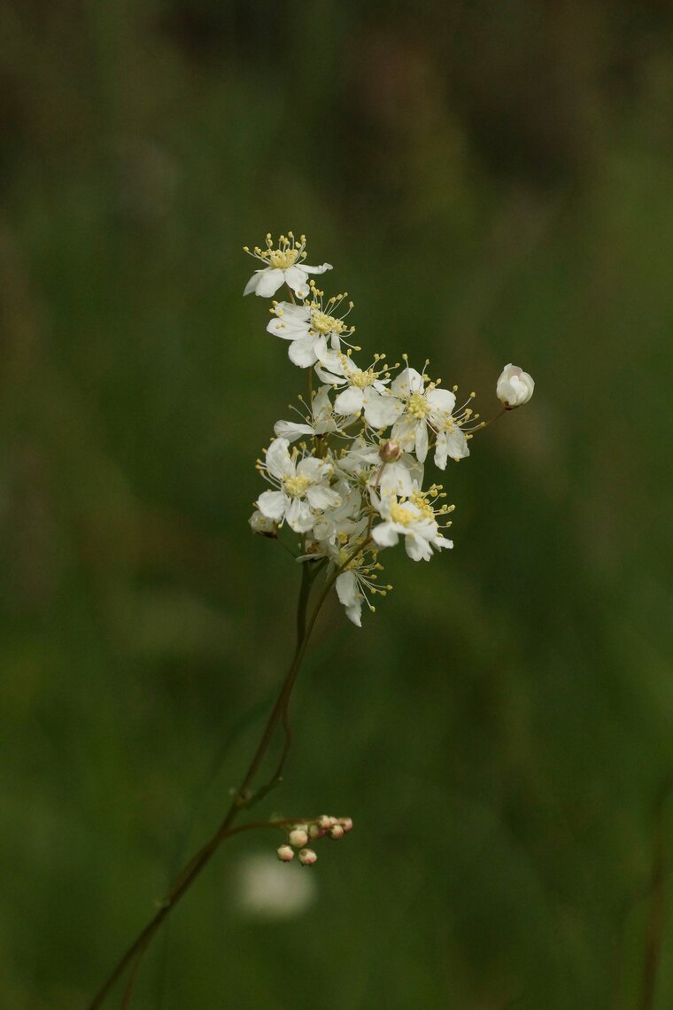 Filipendula vulgaris FilipenduleDSC08334