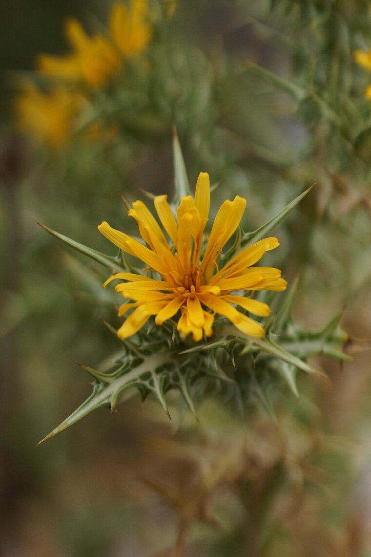 Fleur de Carthame laineux ou de Chicorée sauvage