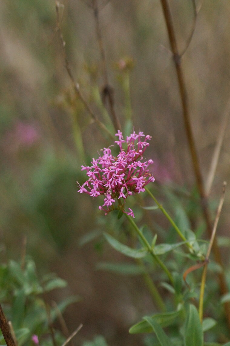 Fleur de Valériane officinale