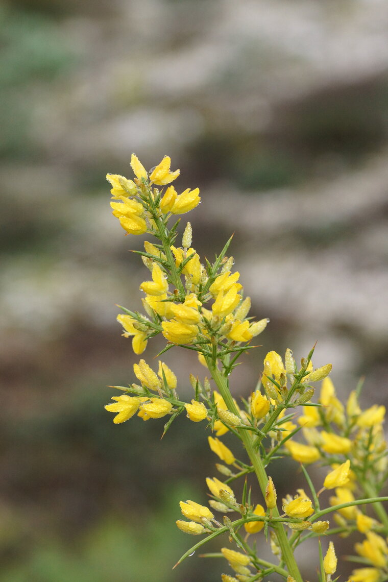 Fleurs d Ajonc d Europe