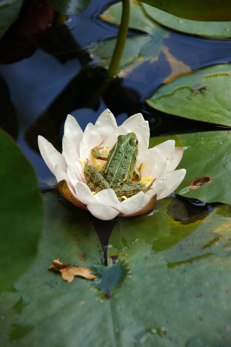 Grenouille verte