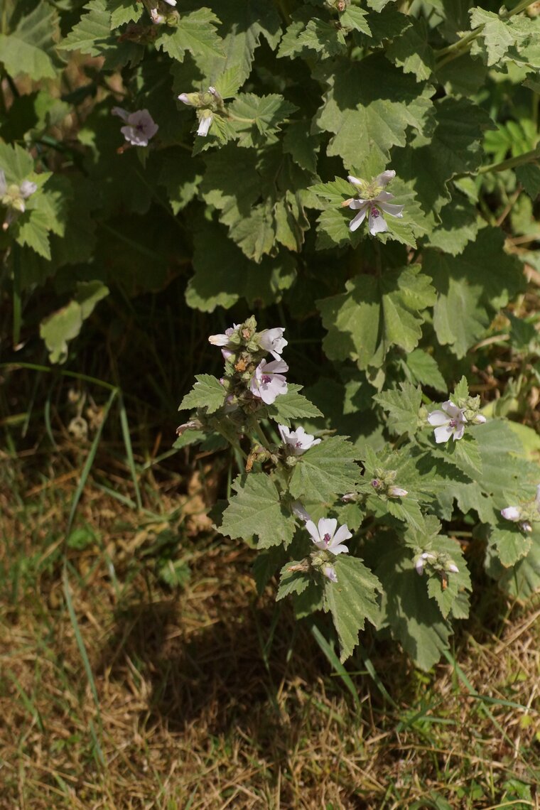 Guimauve officinale