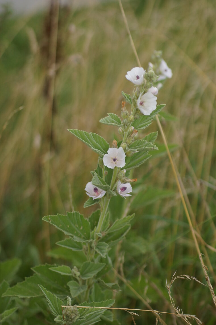 Guimauve officinale