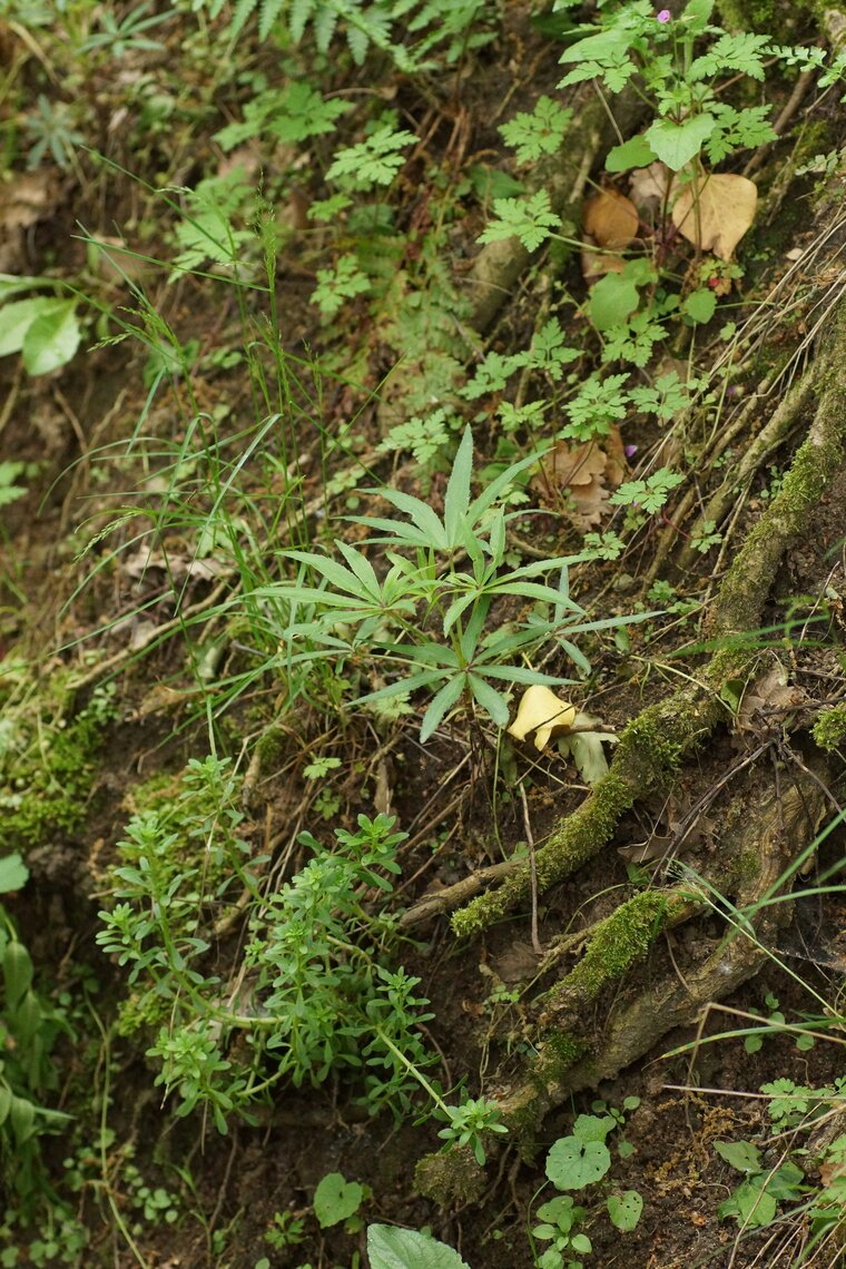 Hellebore fétide