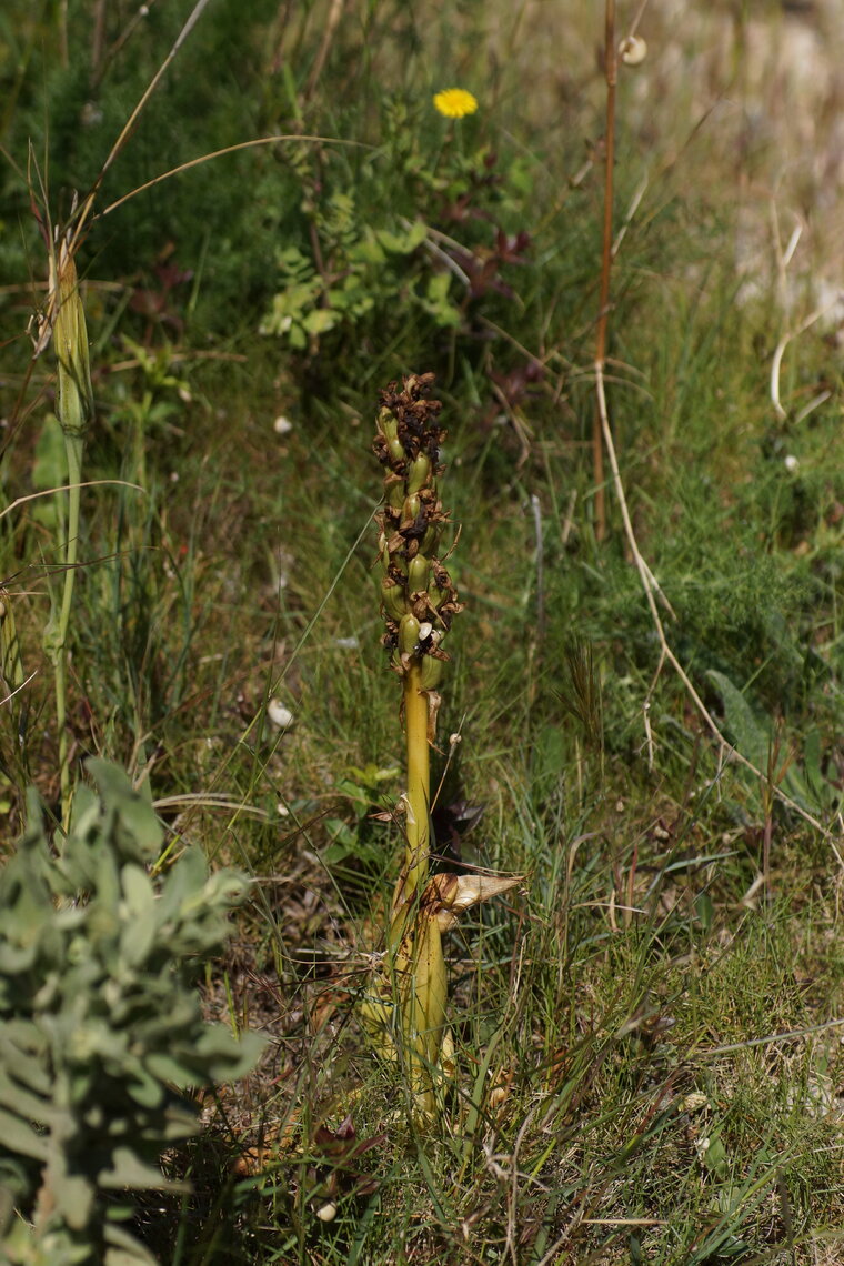 Himantoglossum robertianum