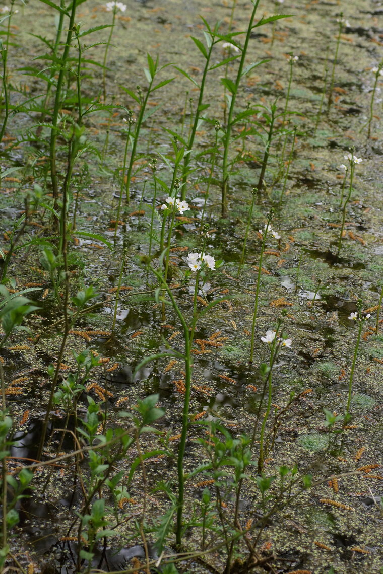 Hottonie des marais