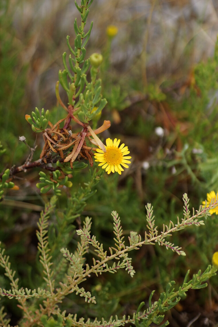 Inule visqueuse Inula viscosa