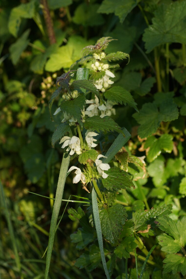 Lamier blanc