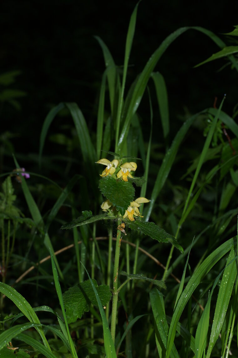 Lamier jaune