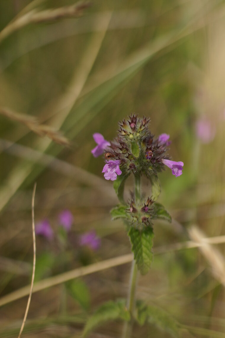 Lamium sp