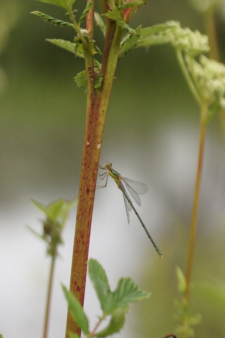 Leste vert