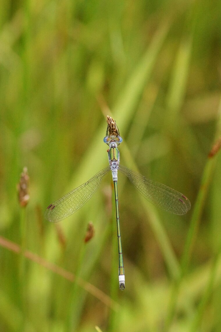 Lestes sponsa Leste fiancé