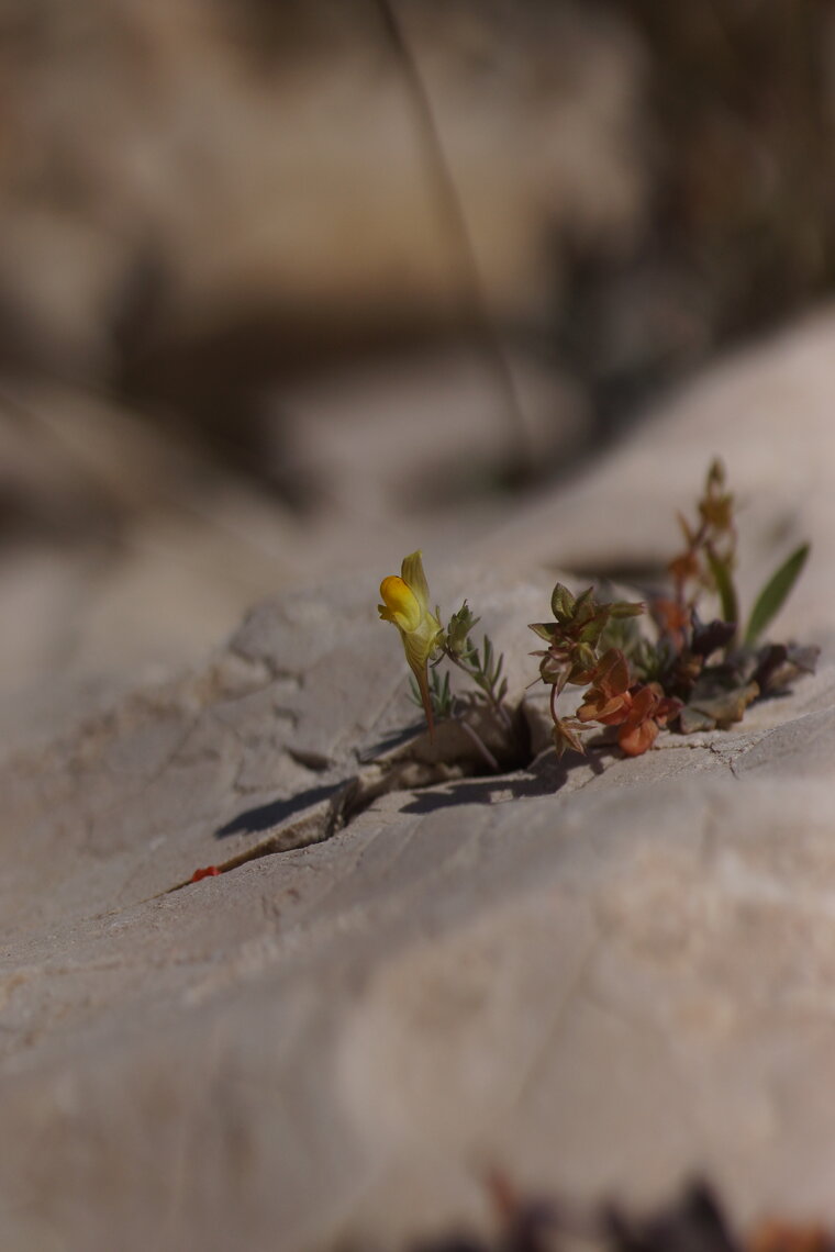 Linaria sp