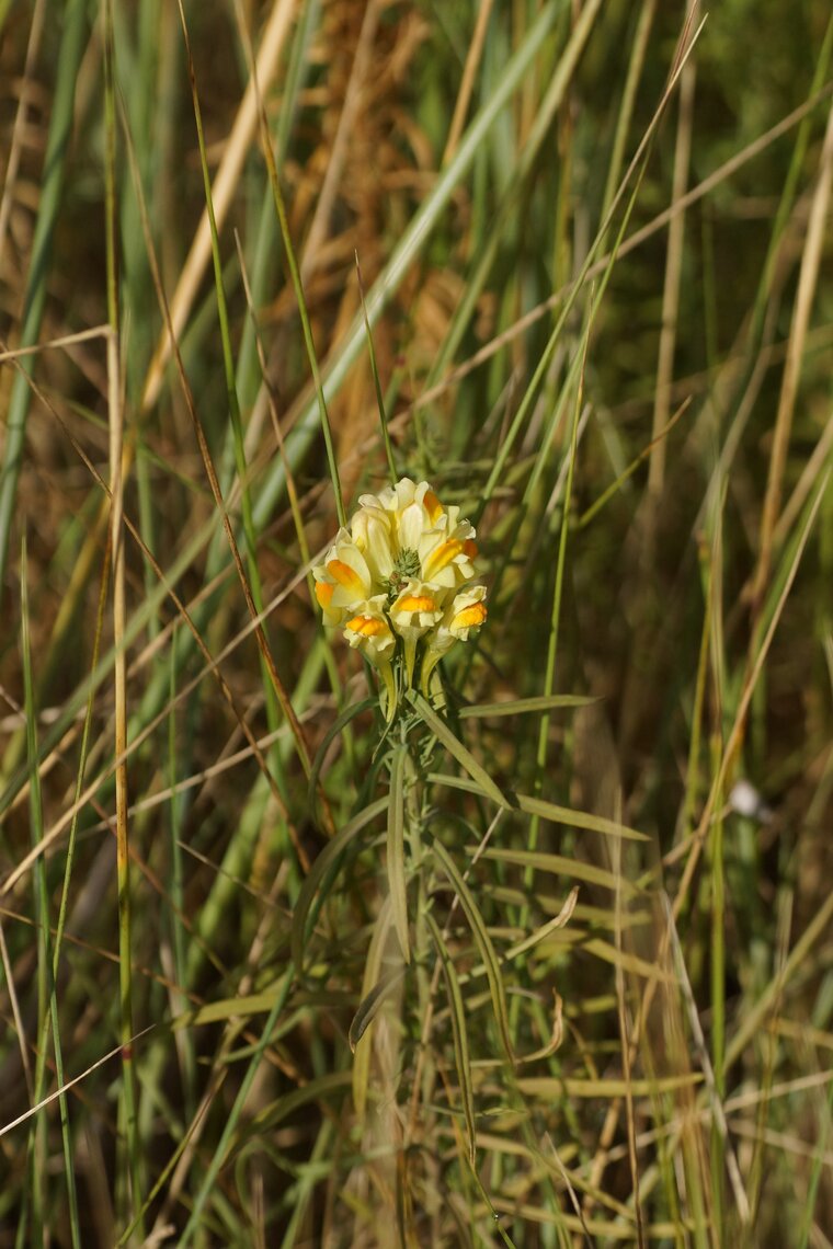 Linaria sp