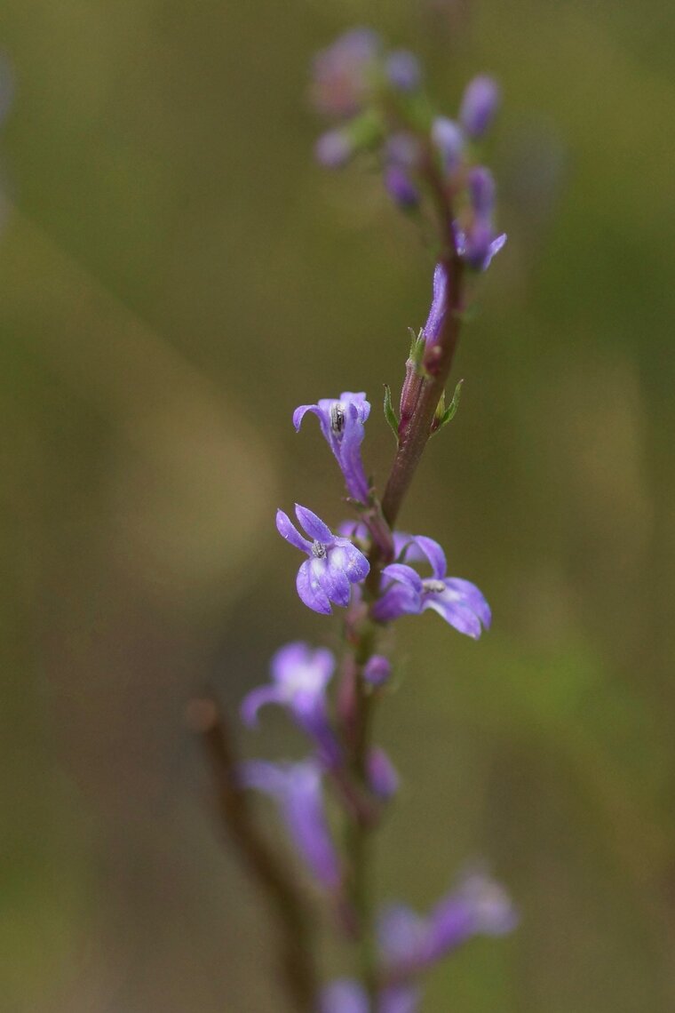 Lobelia urens