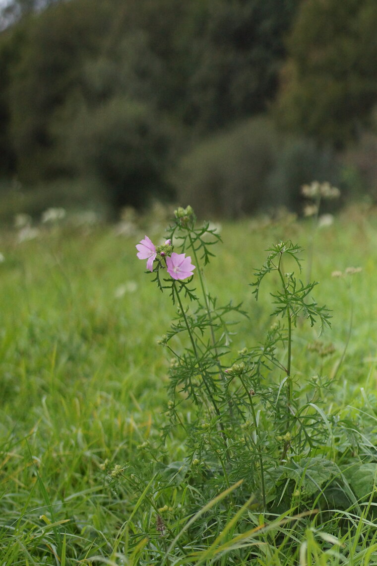 Mauve musquée Malva moschata 2