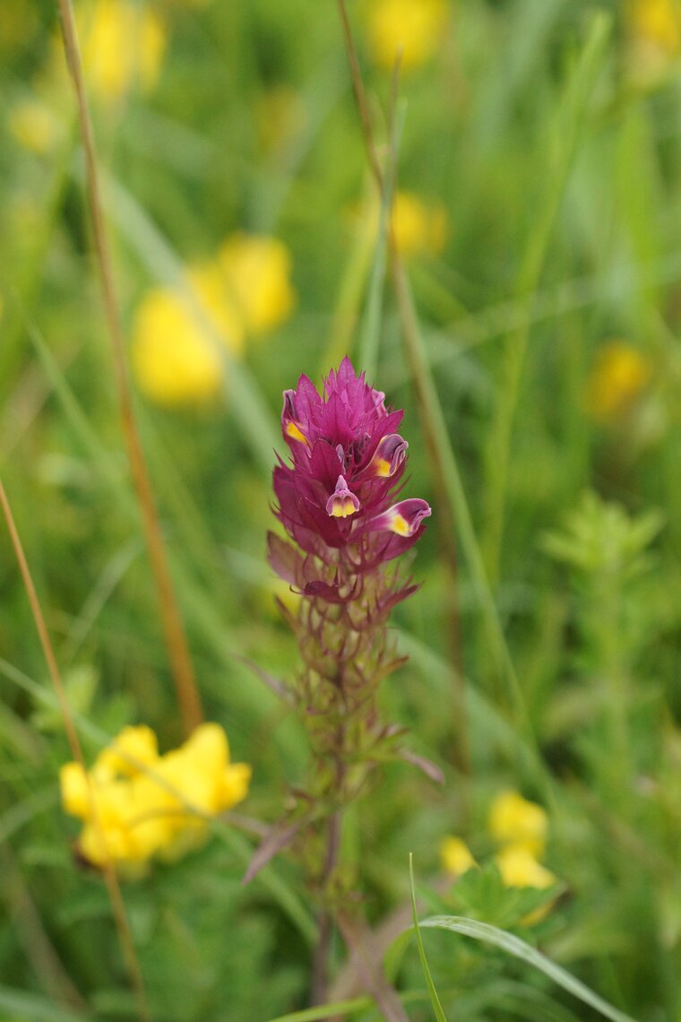 Mélampyre des champs Melampyrum arvense