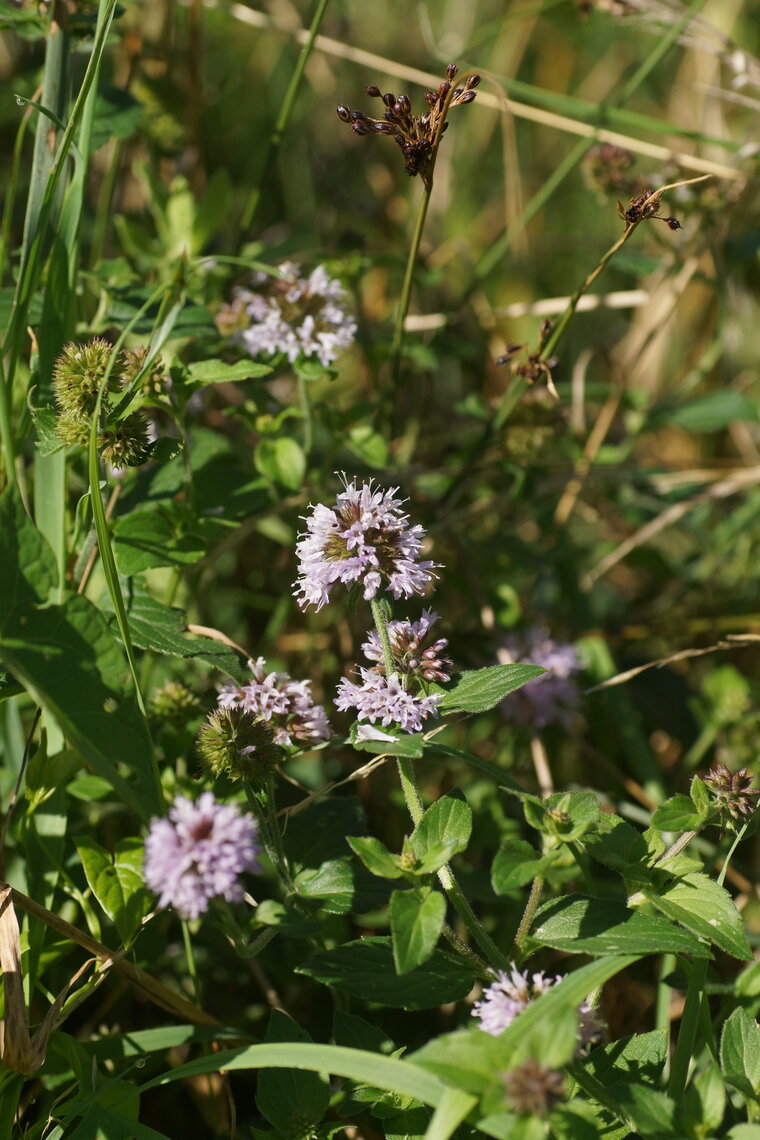 Menthe aquatique