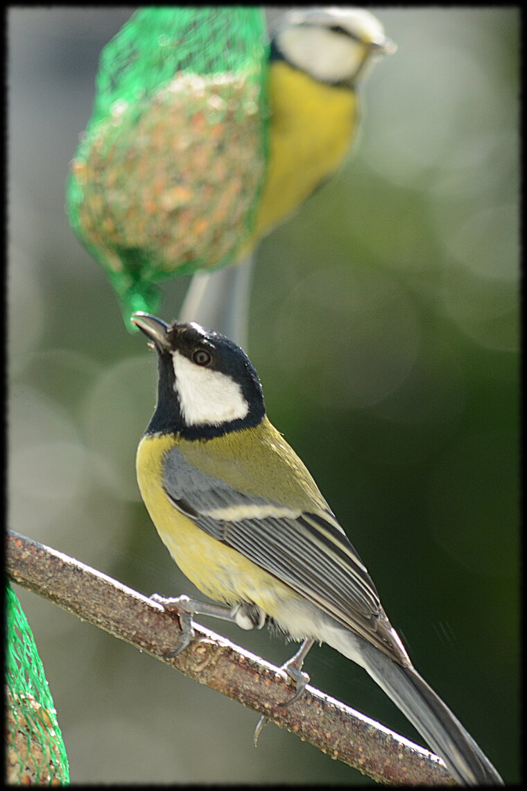 MÉSANGE CHARBOETBLEUE