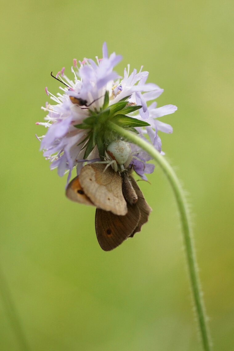 Misumena vatia Vs Myrtil