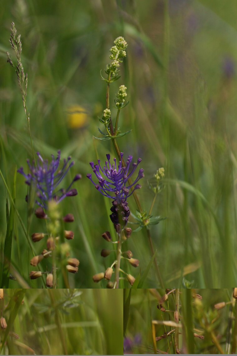 Muscari à toupet